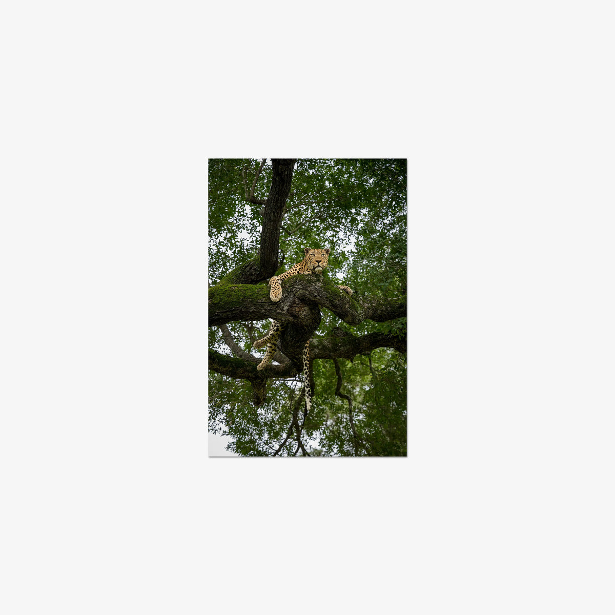 Canopy Watch — small / print / n/a