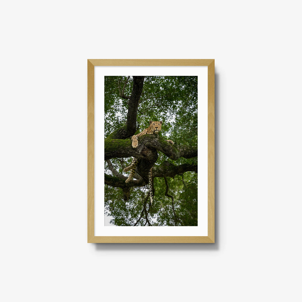 Canopy Watch — medium / natural / mat