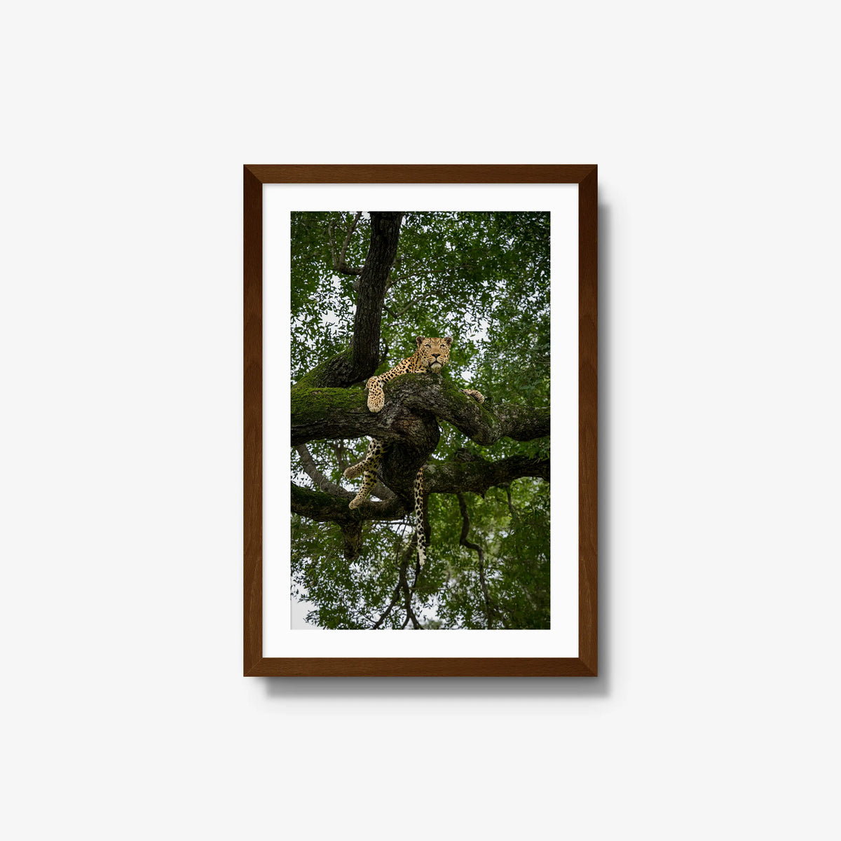 Canopy Watch — medium / brown / mat