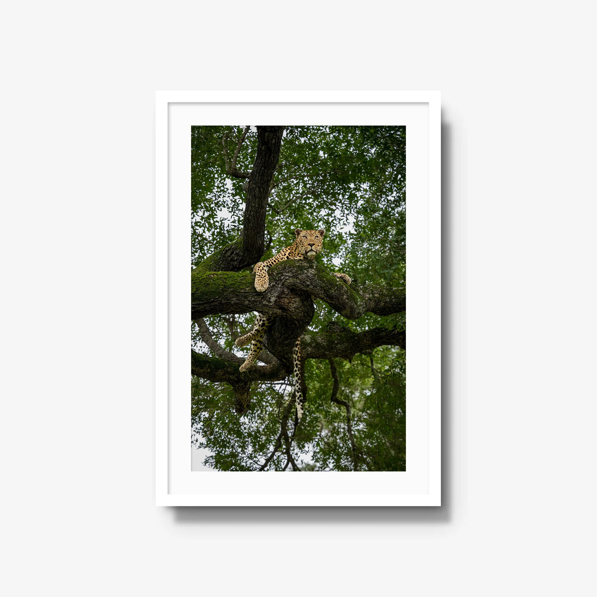 Canopy Watch — large / white / mat