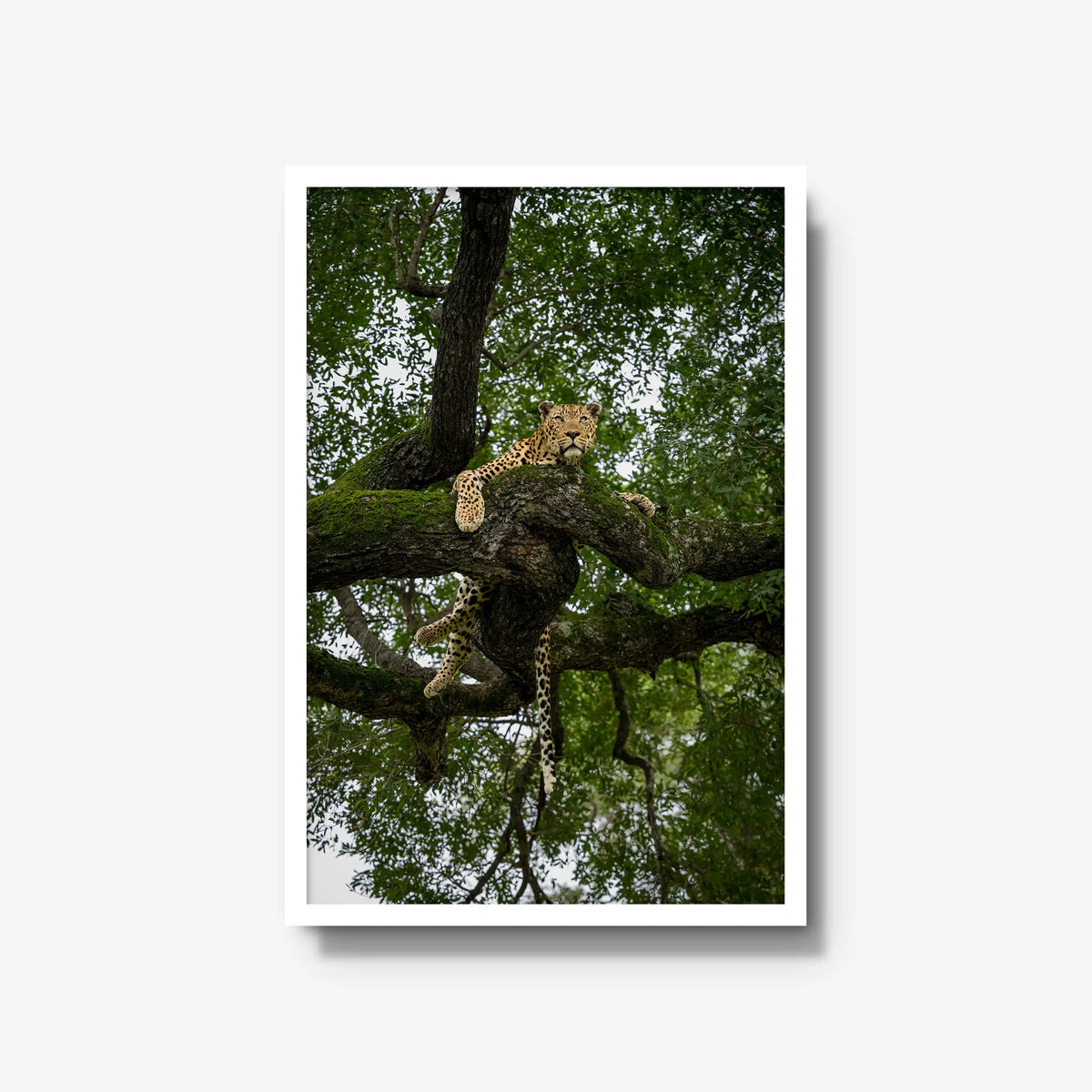 Canopy Watch — large / white / full