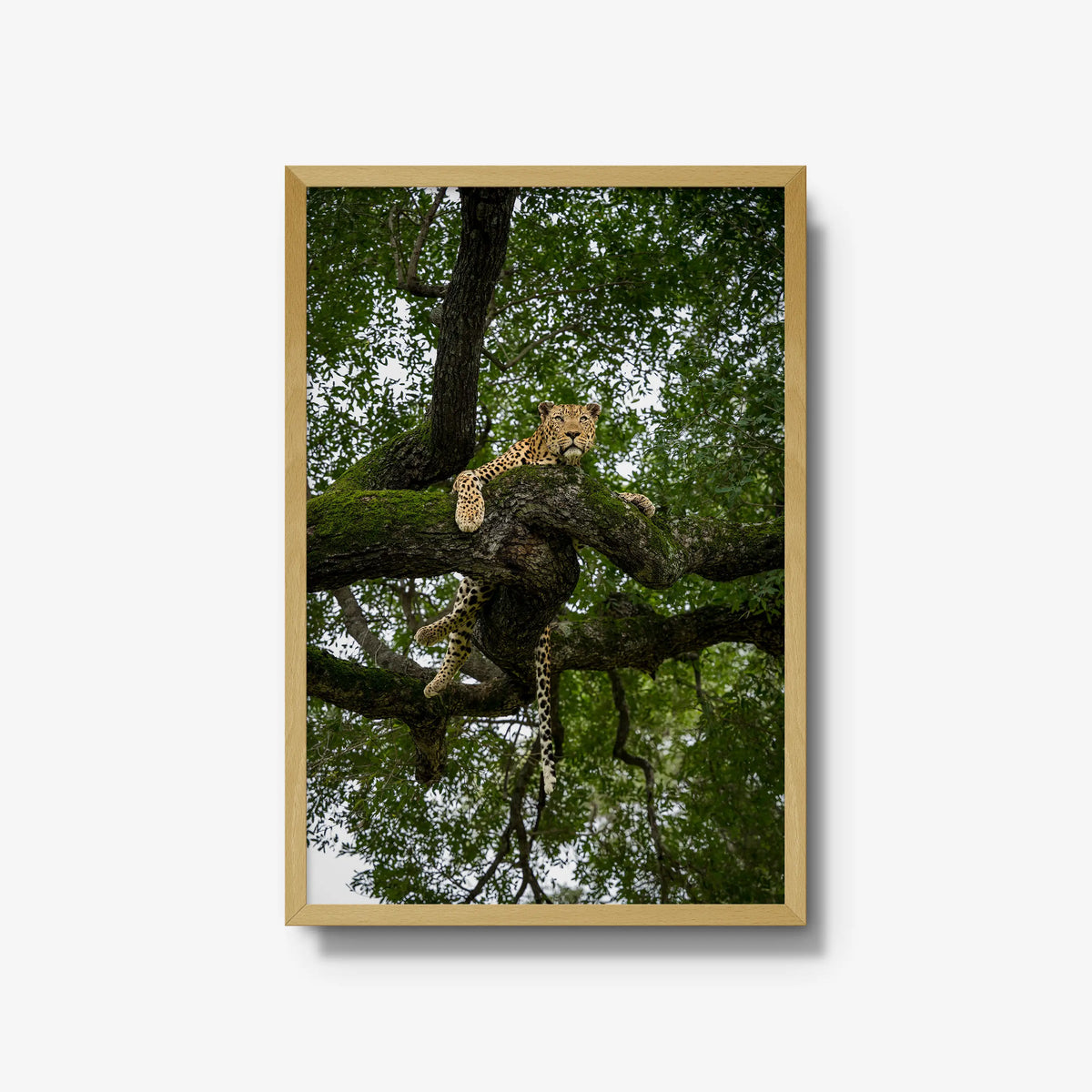 Canopy Watch — large / natural / full
