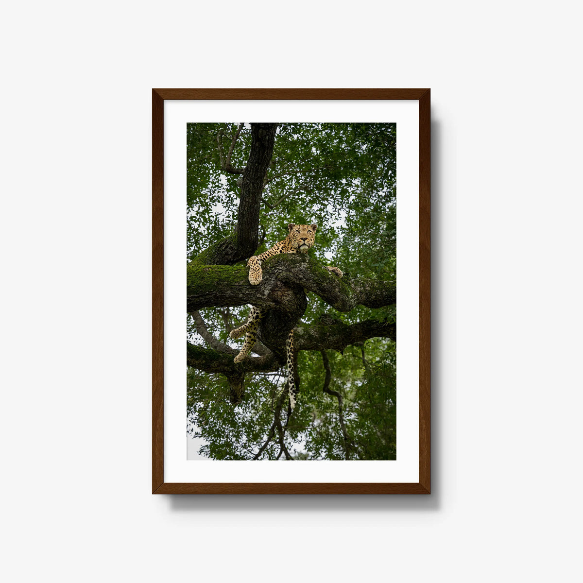 Canopy Watch — large / brown / mat