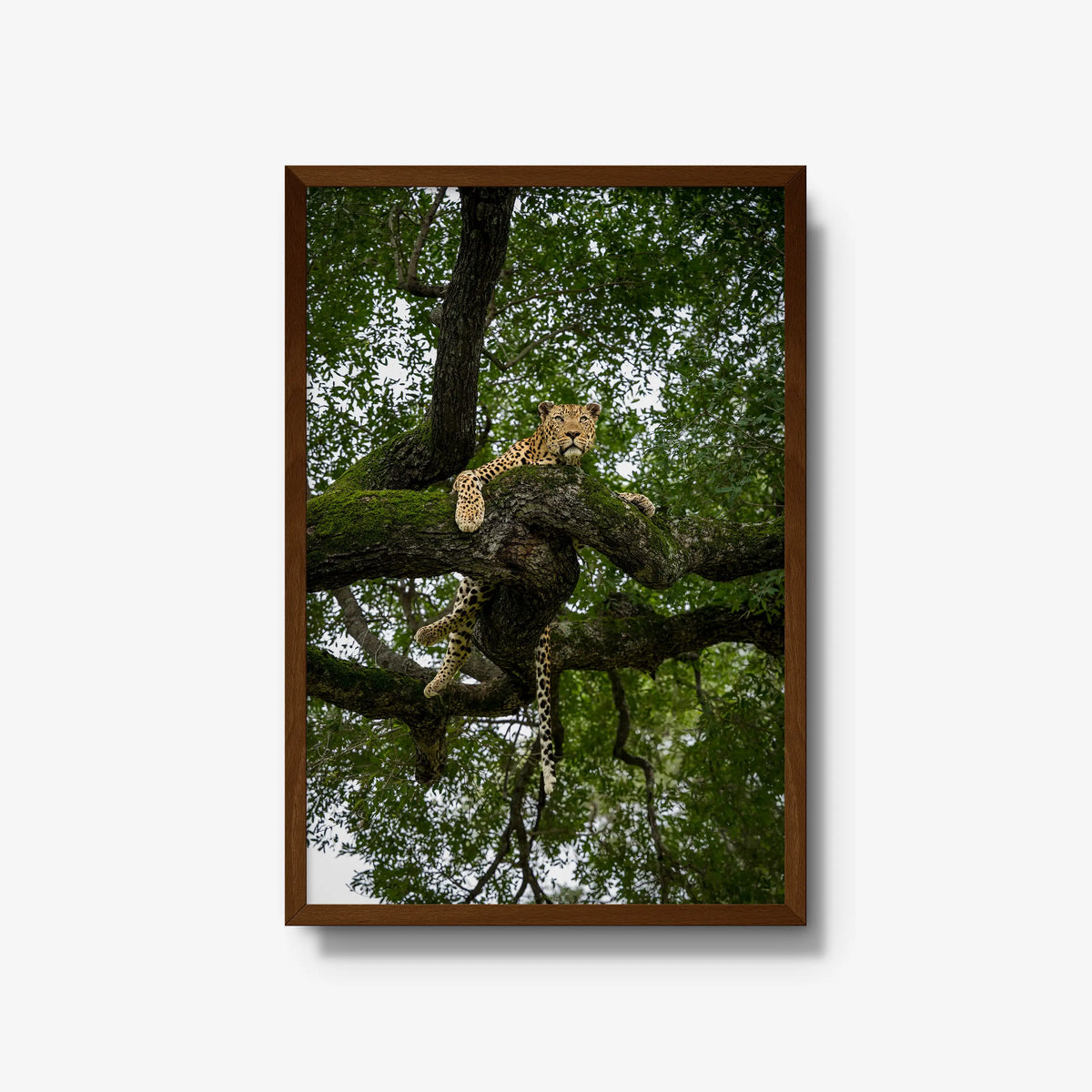 Canopy Watch — large / brown / full