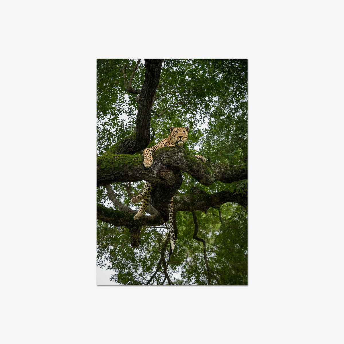 Canopy Watch — large / print / n/a