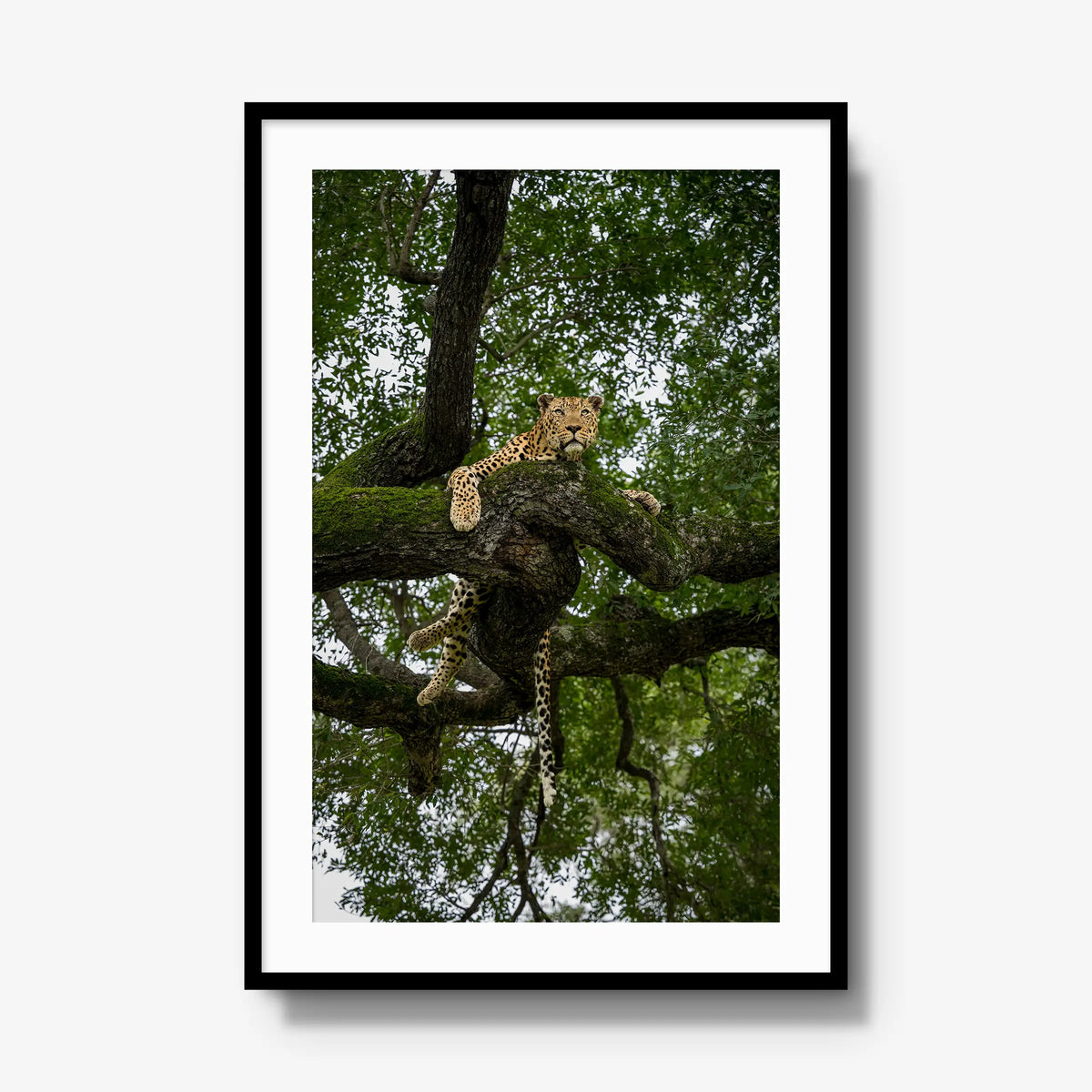 Canopy Watch — gallery / black / mat