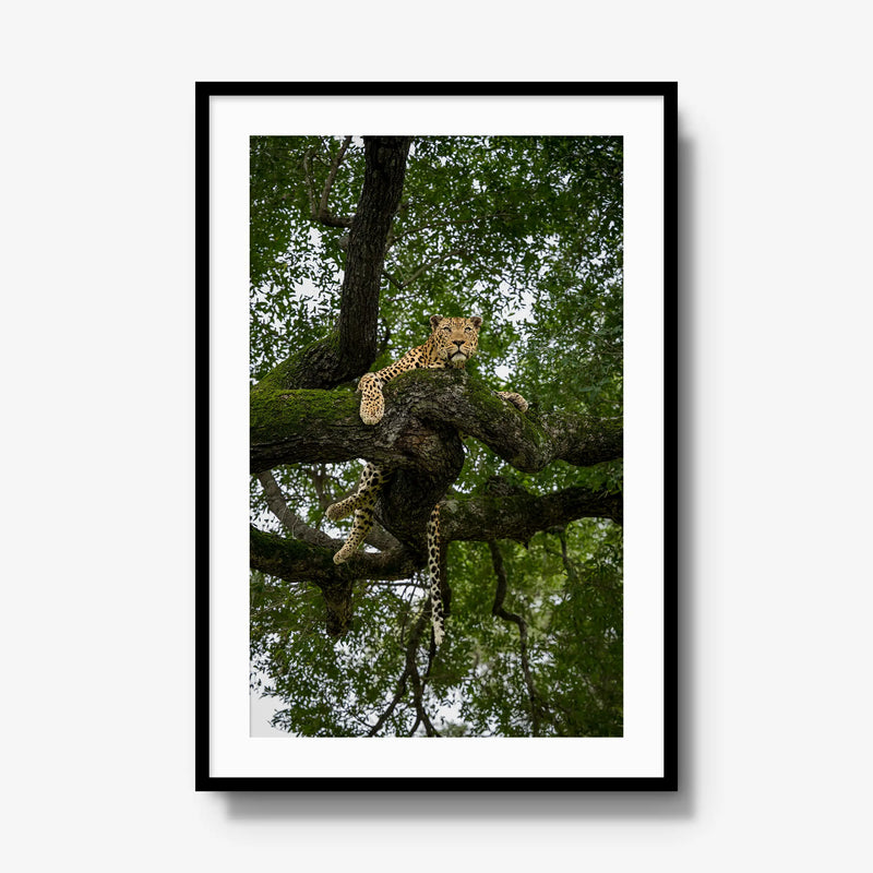 Canopy Watch