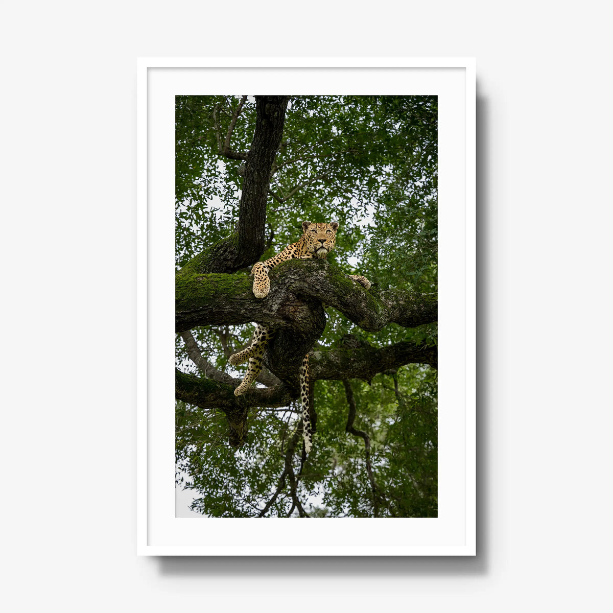 Canopy Watch — gallery / white / mat