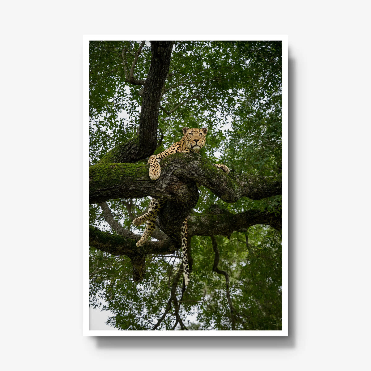 Canopy Watch — gallery / white / full