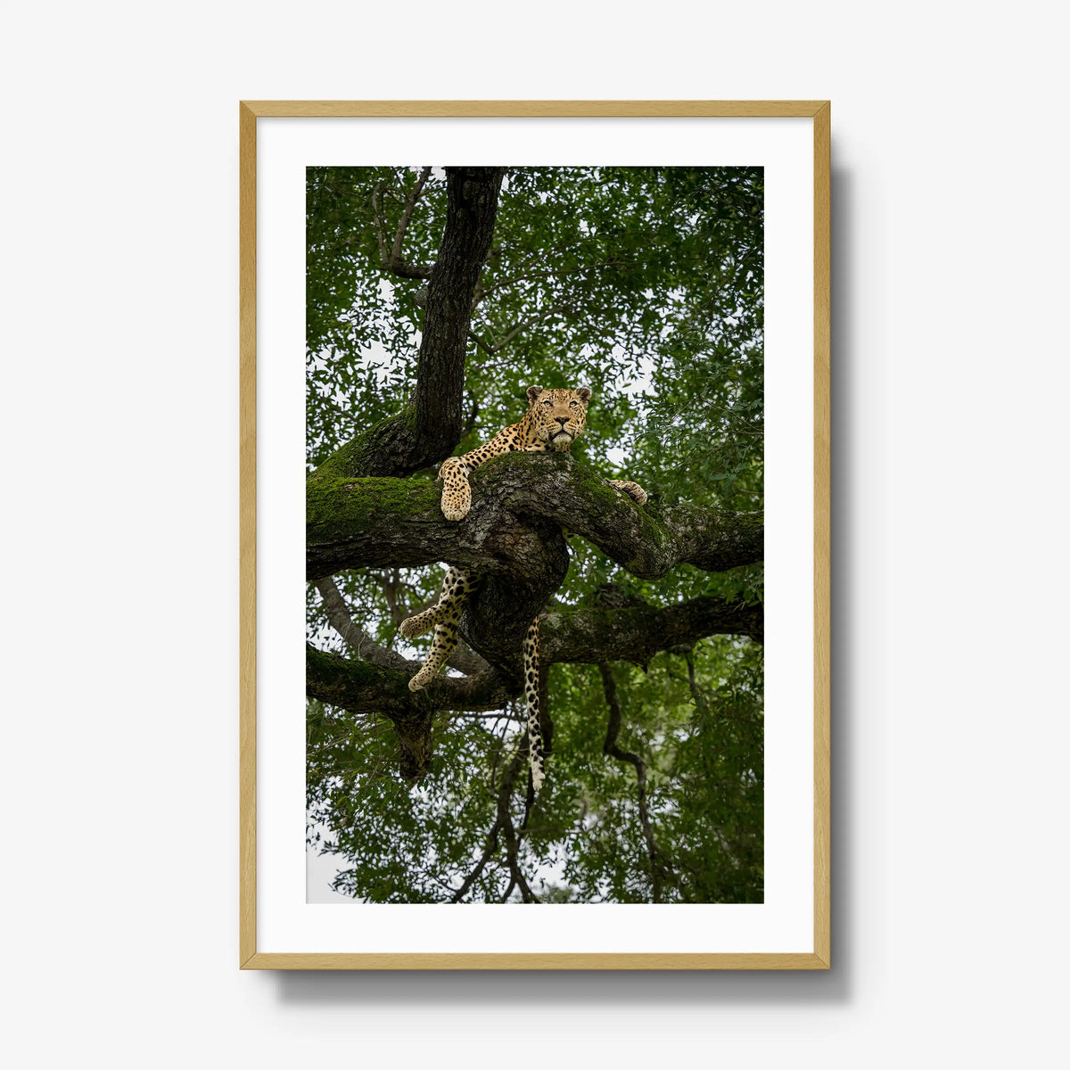 Canopy Watch — gallery / natural / mat