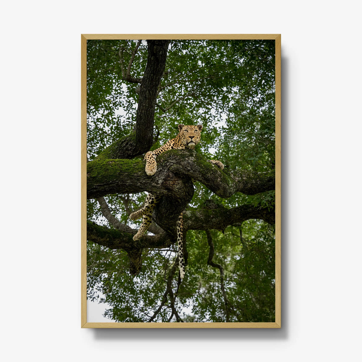 Canopy Watch — gallery / natural / full