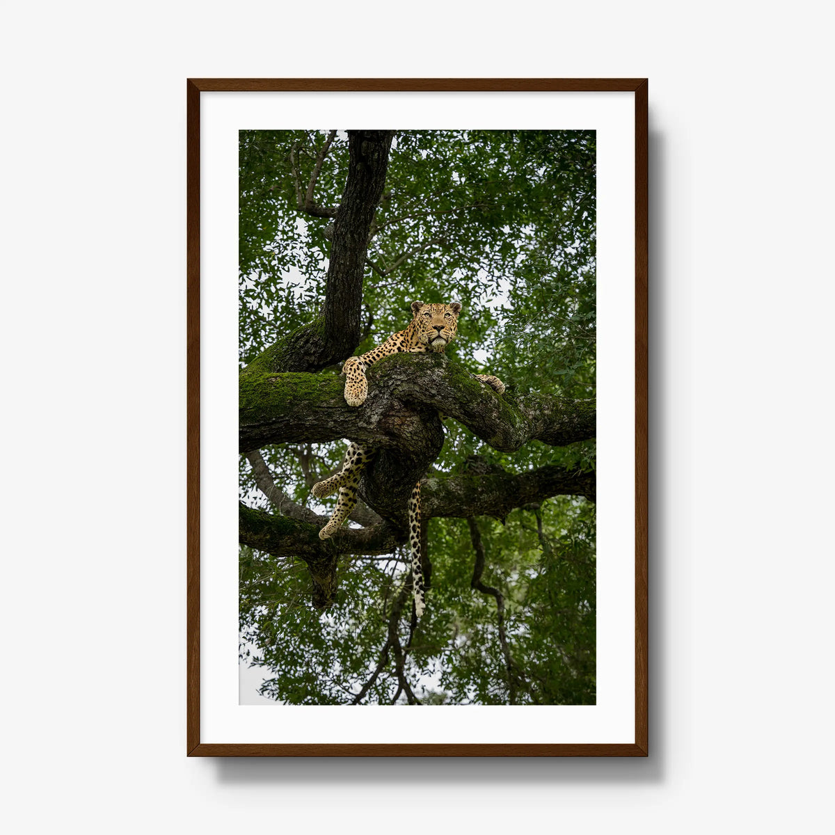 Canopy Watch — gallery / brown / mat