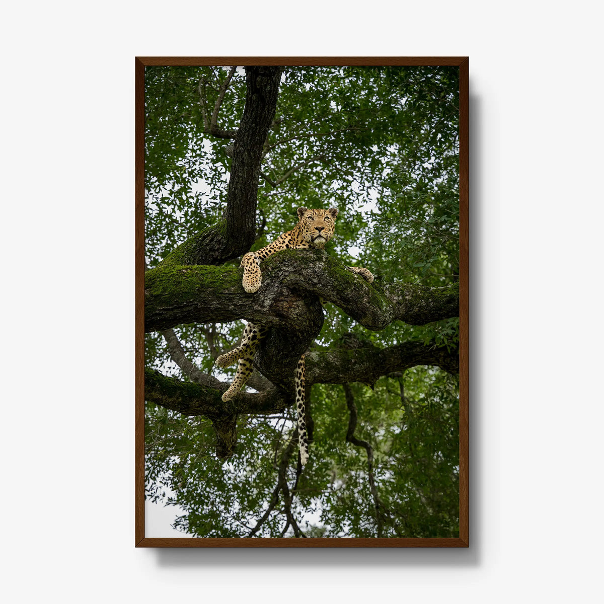 Canopy Watch — gallery / brown / full