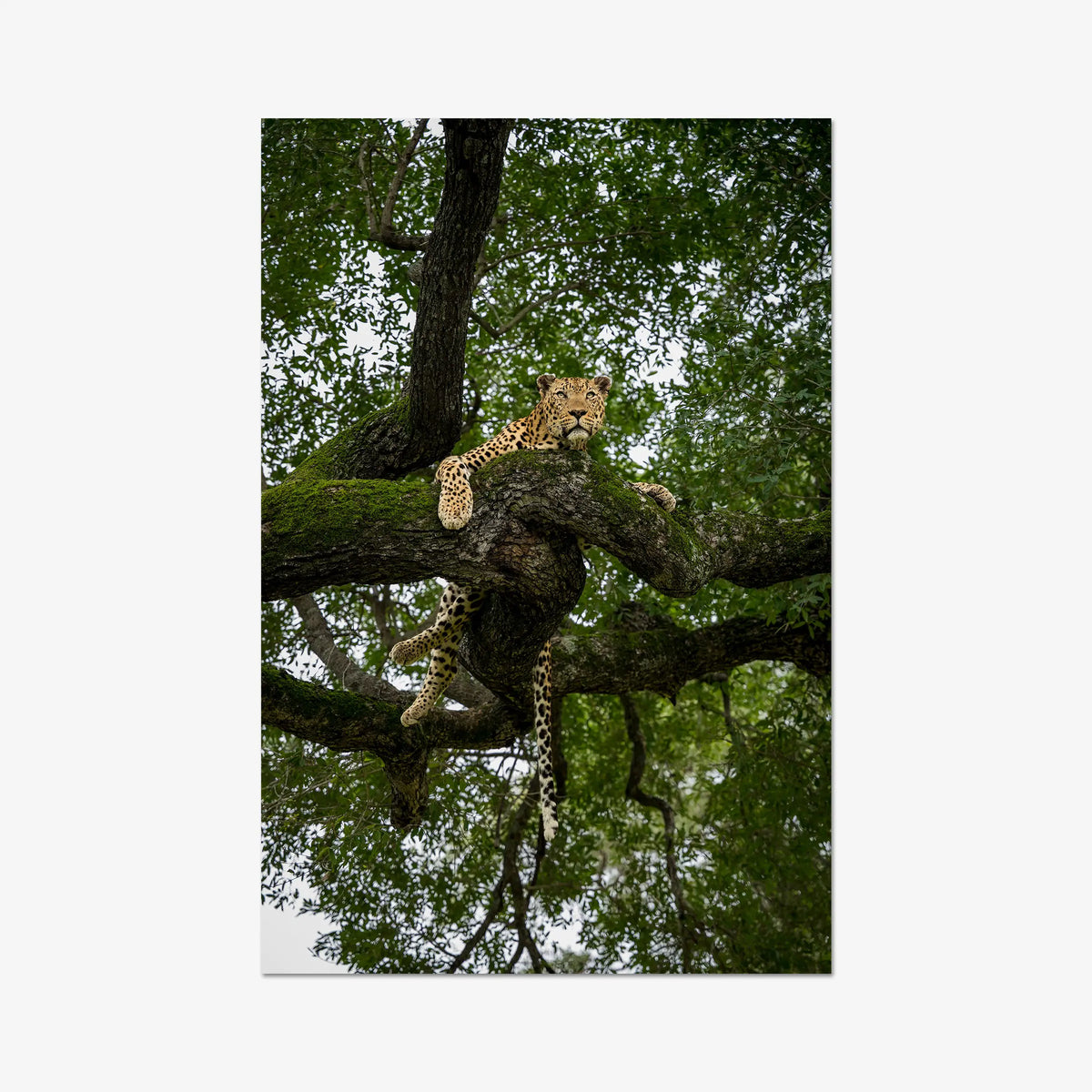 Canopy Watch — gallery / print / n/a