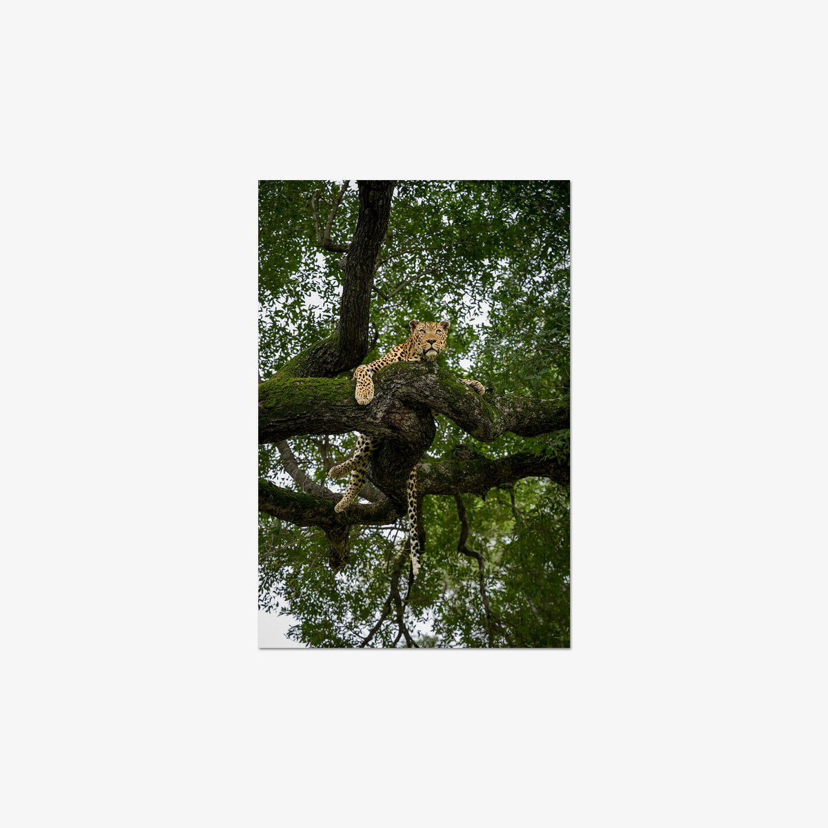 Canopy Watch — mini / digital / n/a