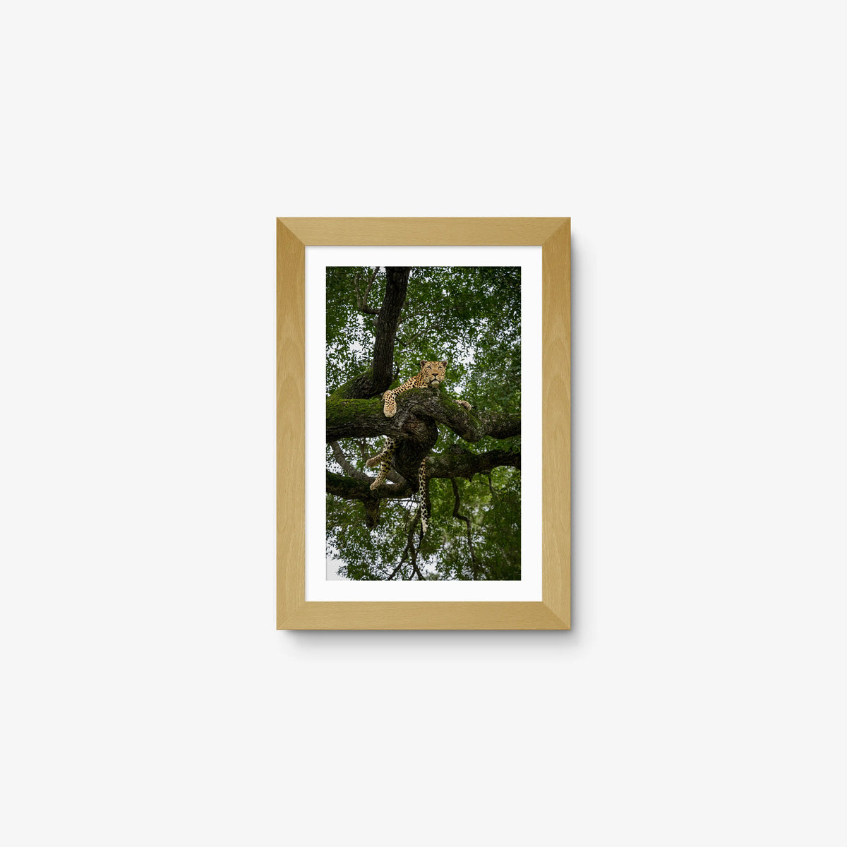 Canopy Watch — mini / natural / mat