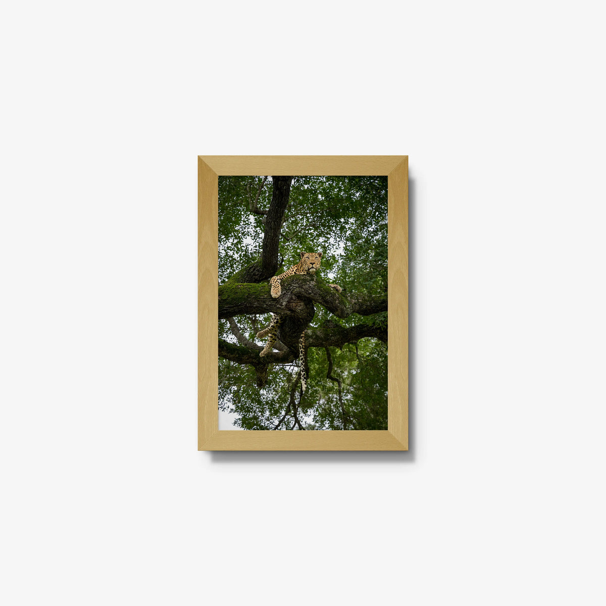 Canopy Watch — mini / natural / full