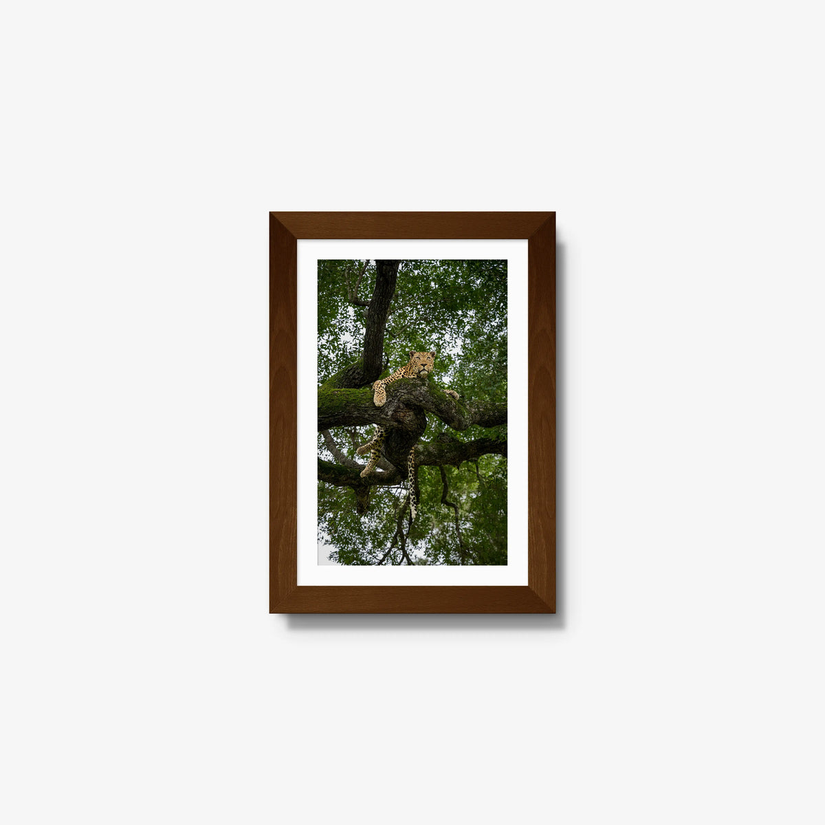Canopy Watch — mini / brown / mat