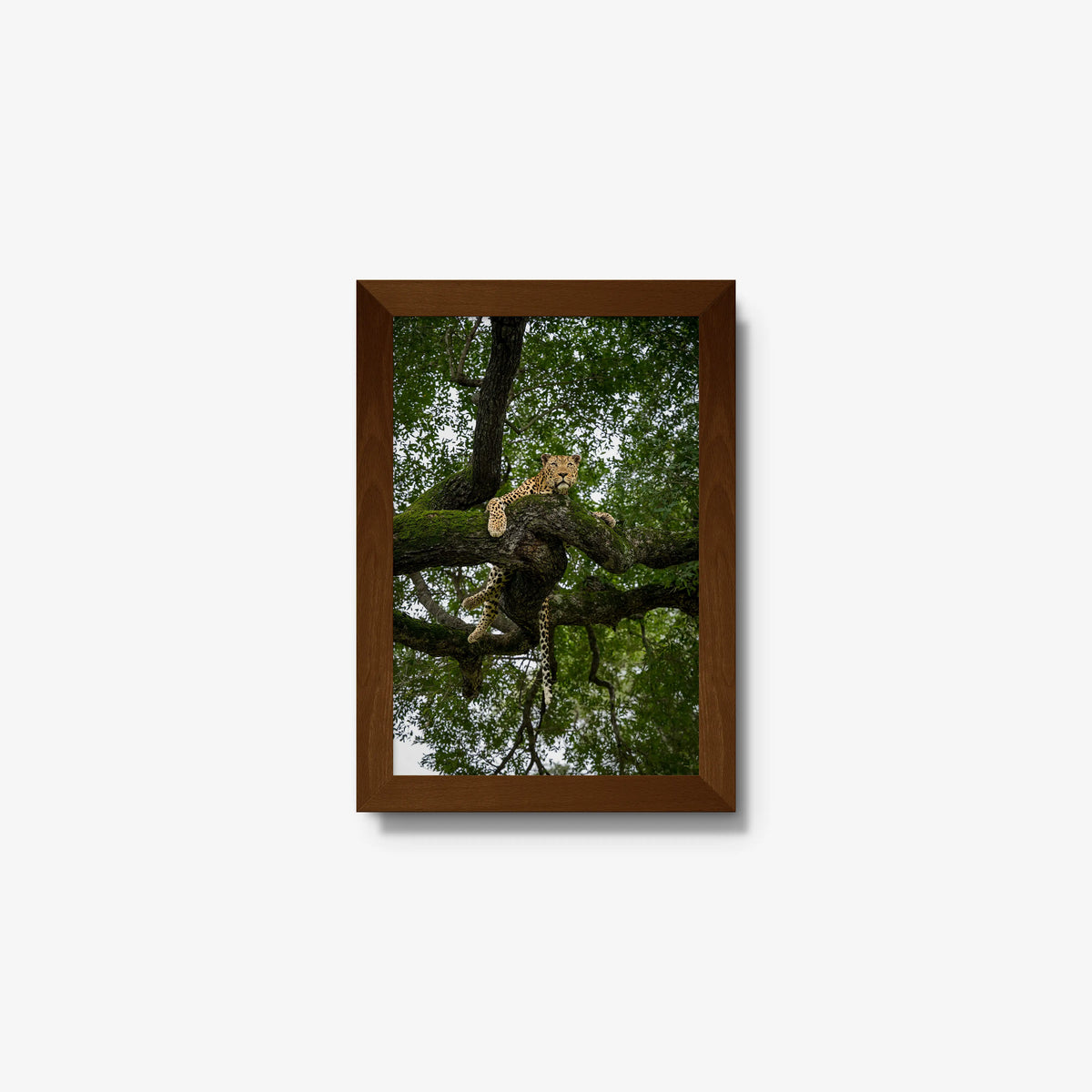 Canopy Watch — mini / brown / full
