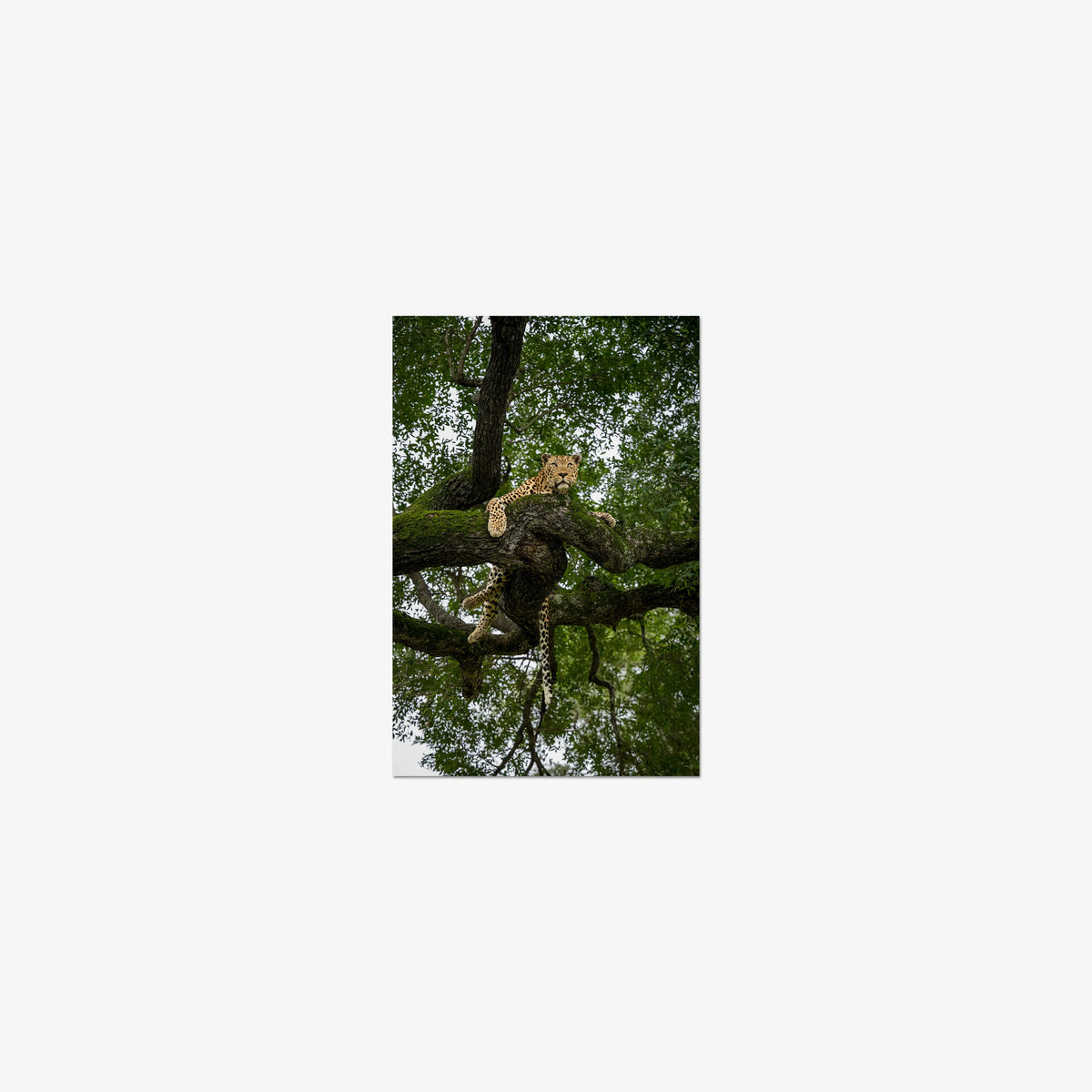 Canopy Watch — mini / print / n/a
