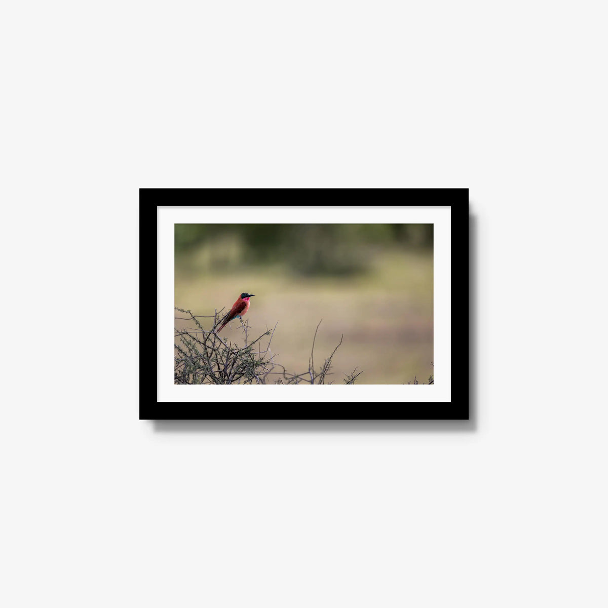 Carmine — small / black / mat
