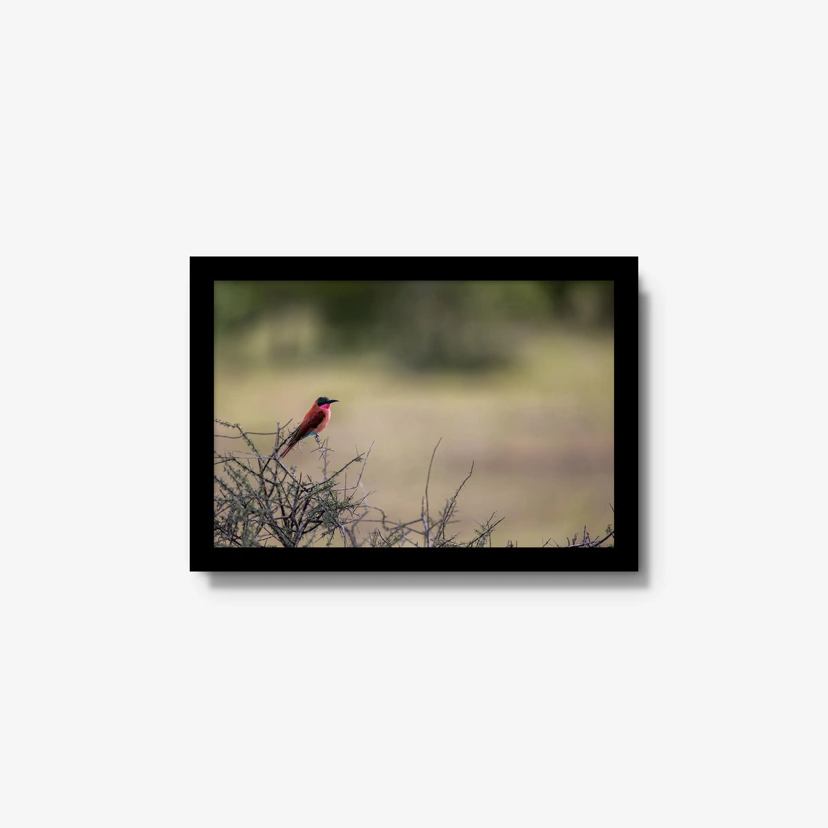 Carmine — small / black / full