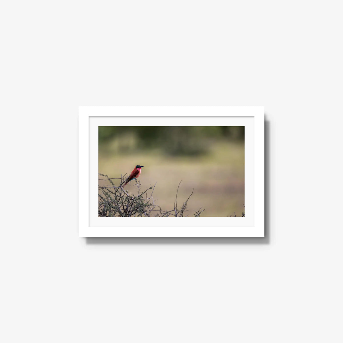 Carmine — small / white / mat