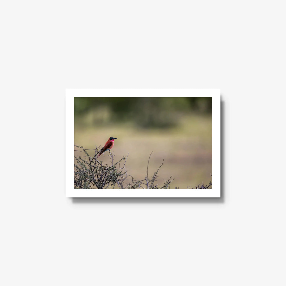 Carmine — small / white / full