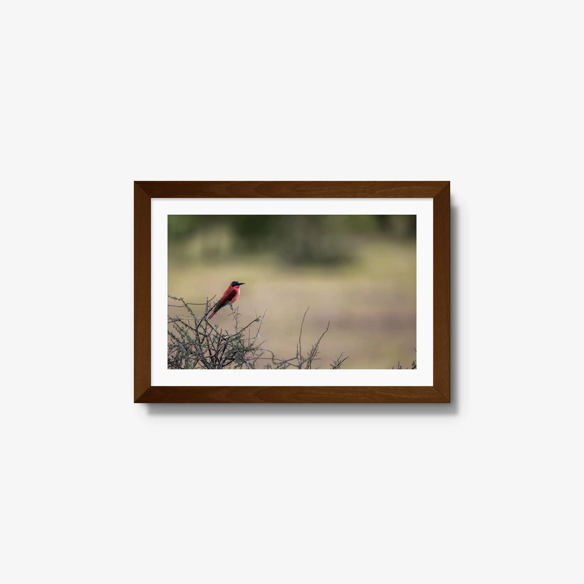 Carmine — small / brown / mat