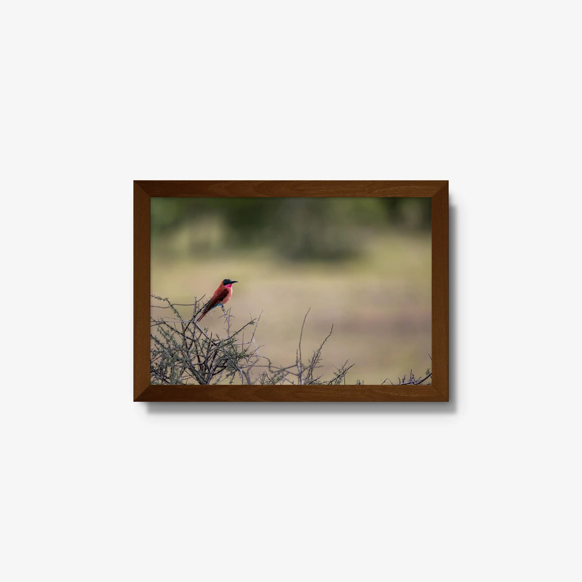 Carmine — small / brown / full