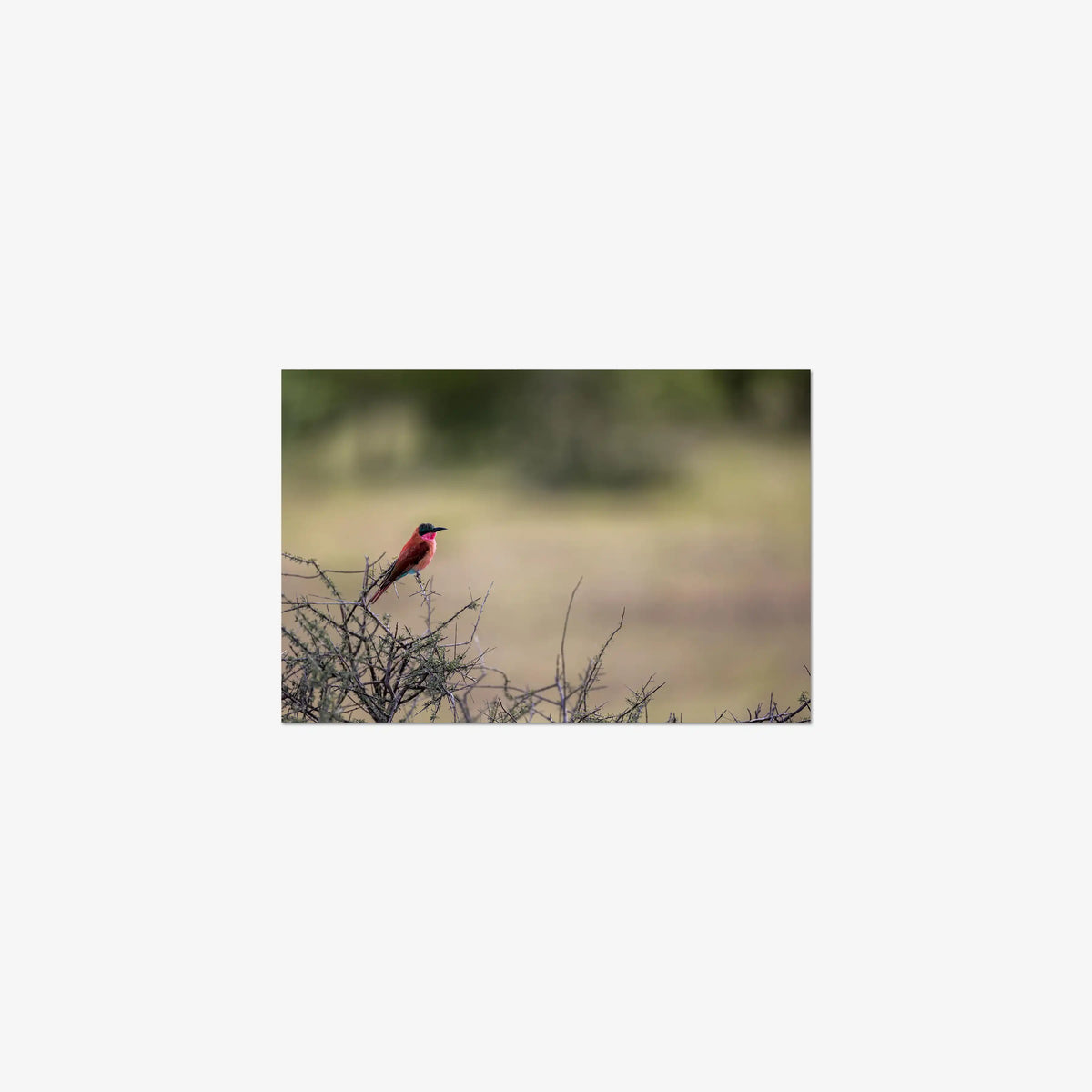 Carmine — small / print / n/a