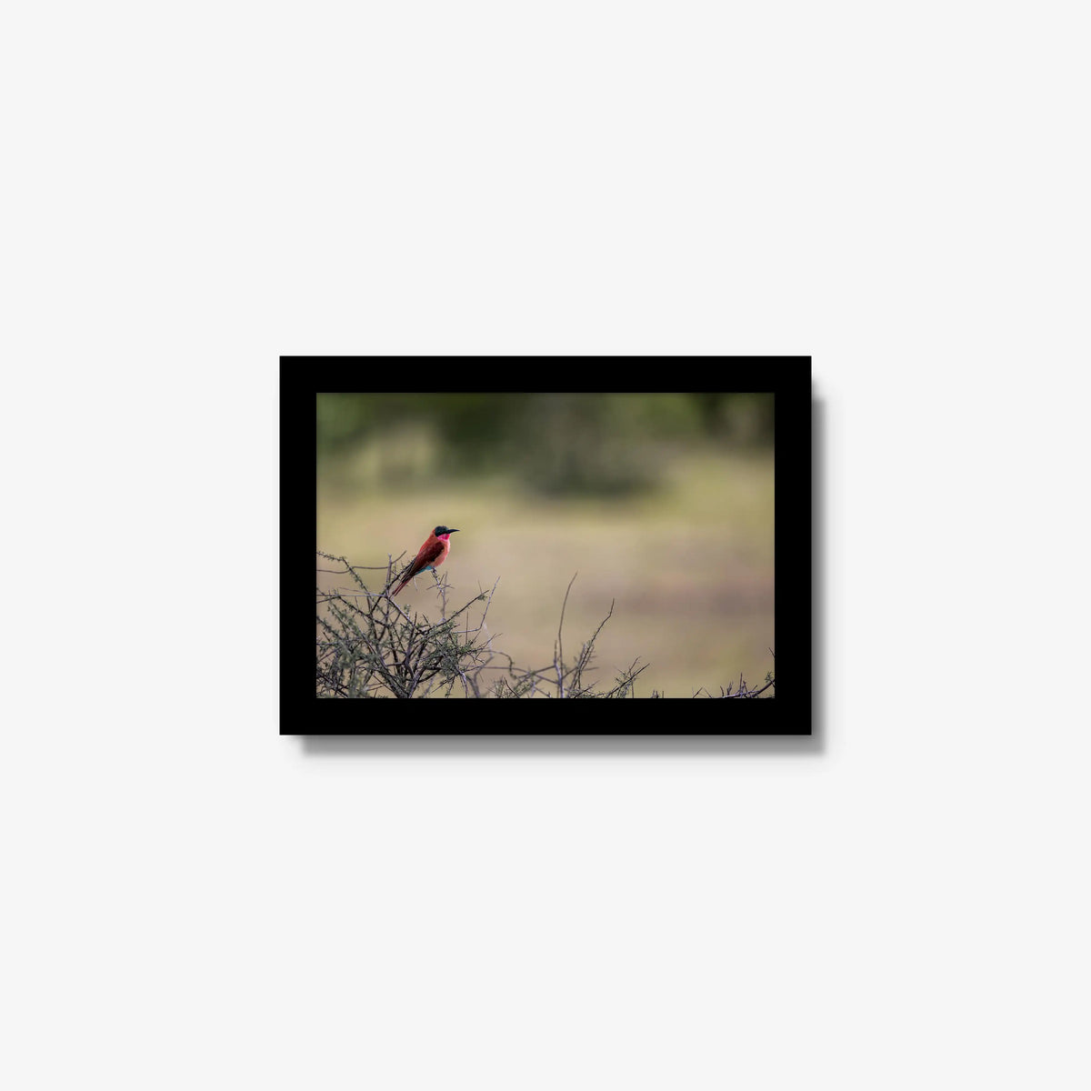 Carmine — mini / black / full
