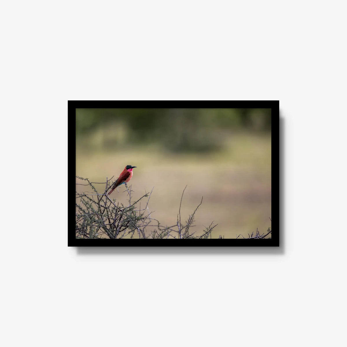 Carmine — medium / black / full