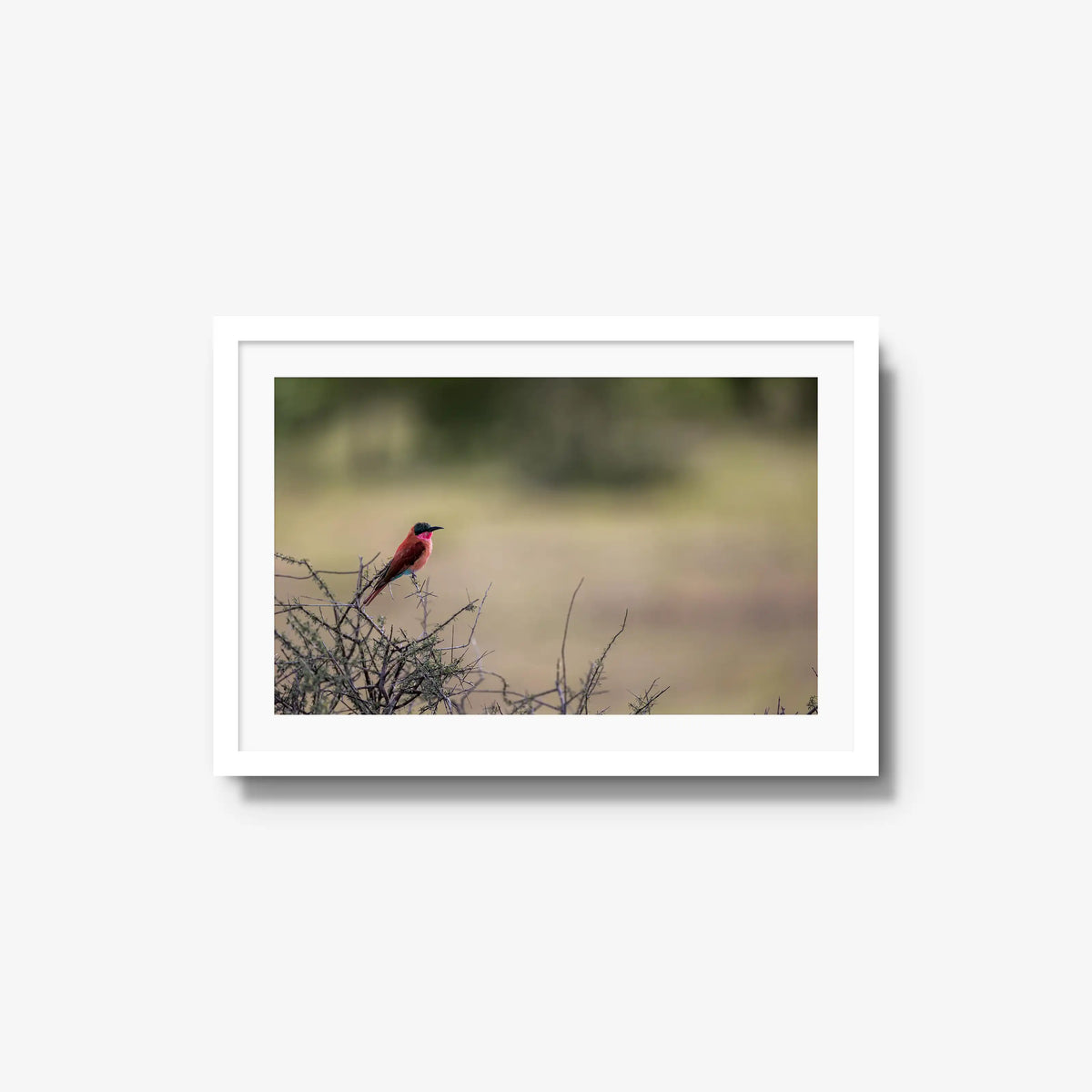 Carmine — medium / white / mat