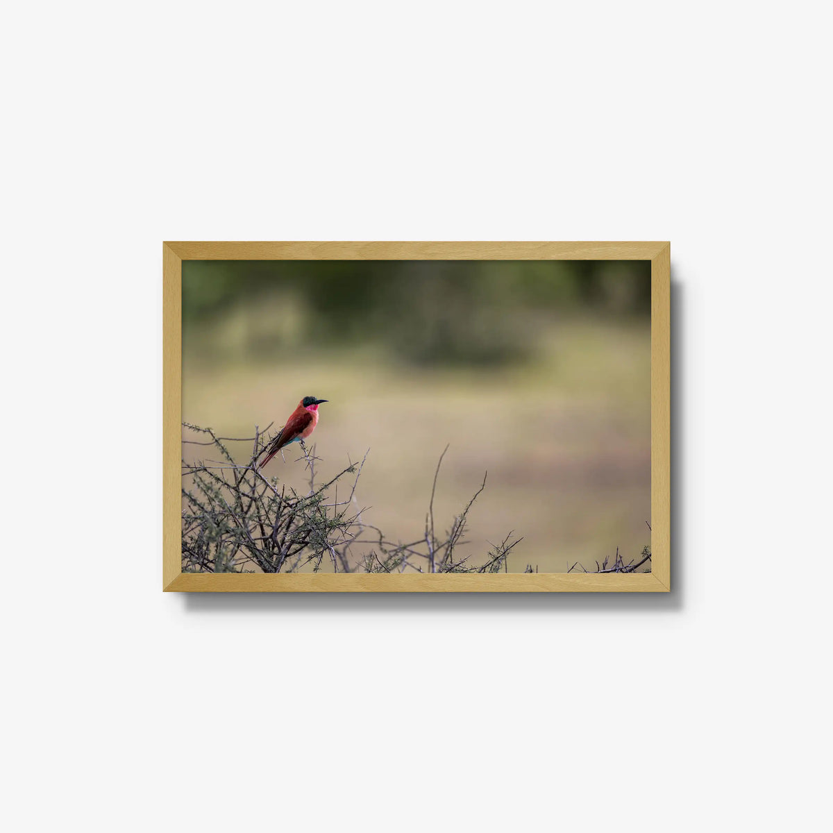 Carmine — medium / natural / full