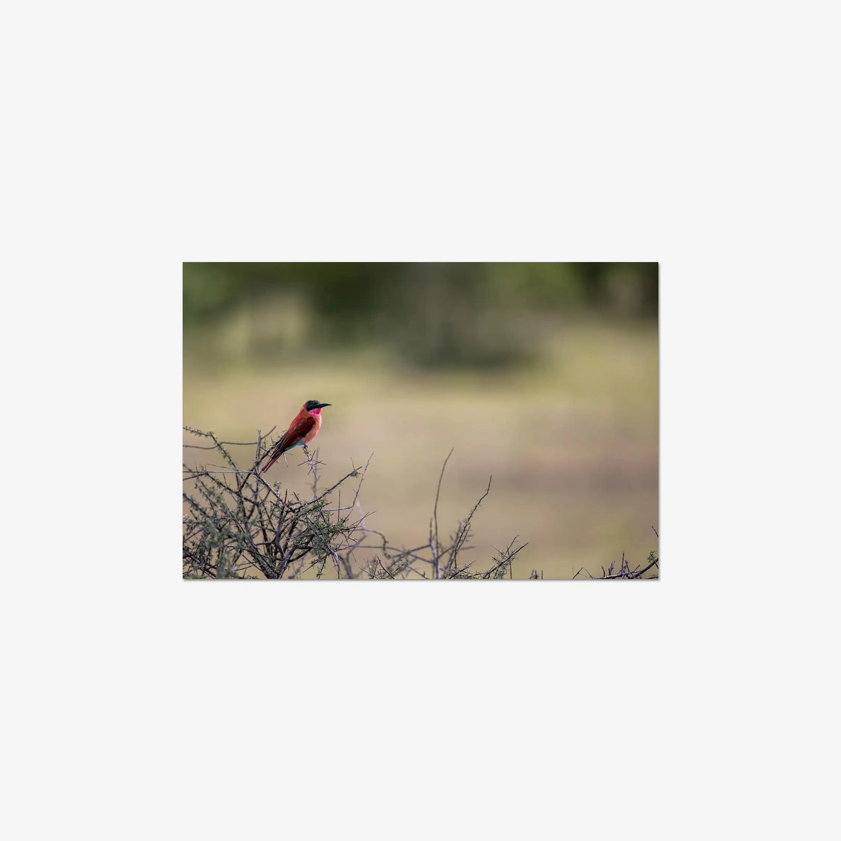 Carmine — medium / print / n/a
