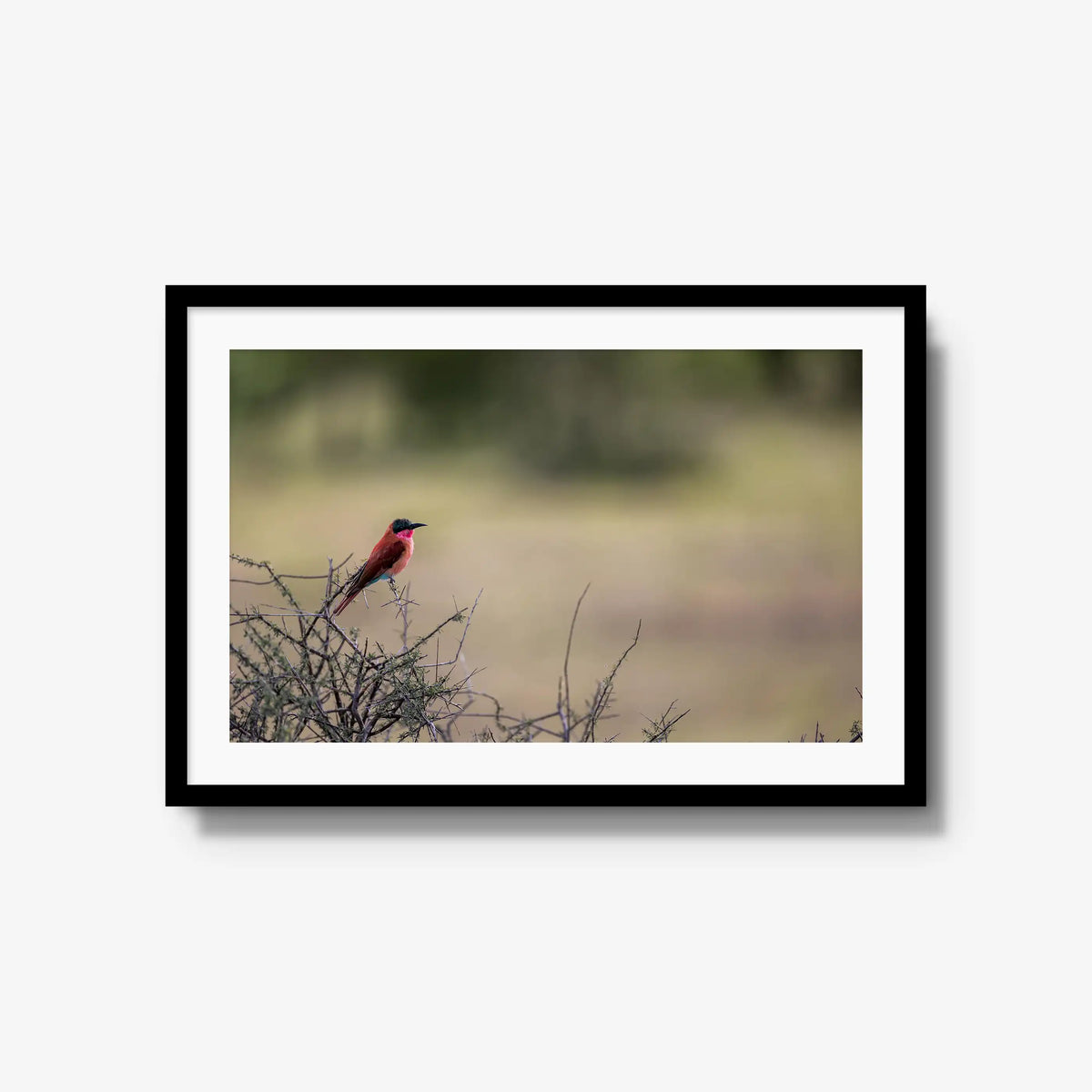 Carmine — large / black / mat