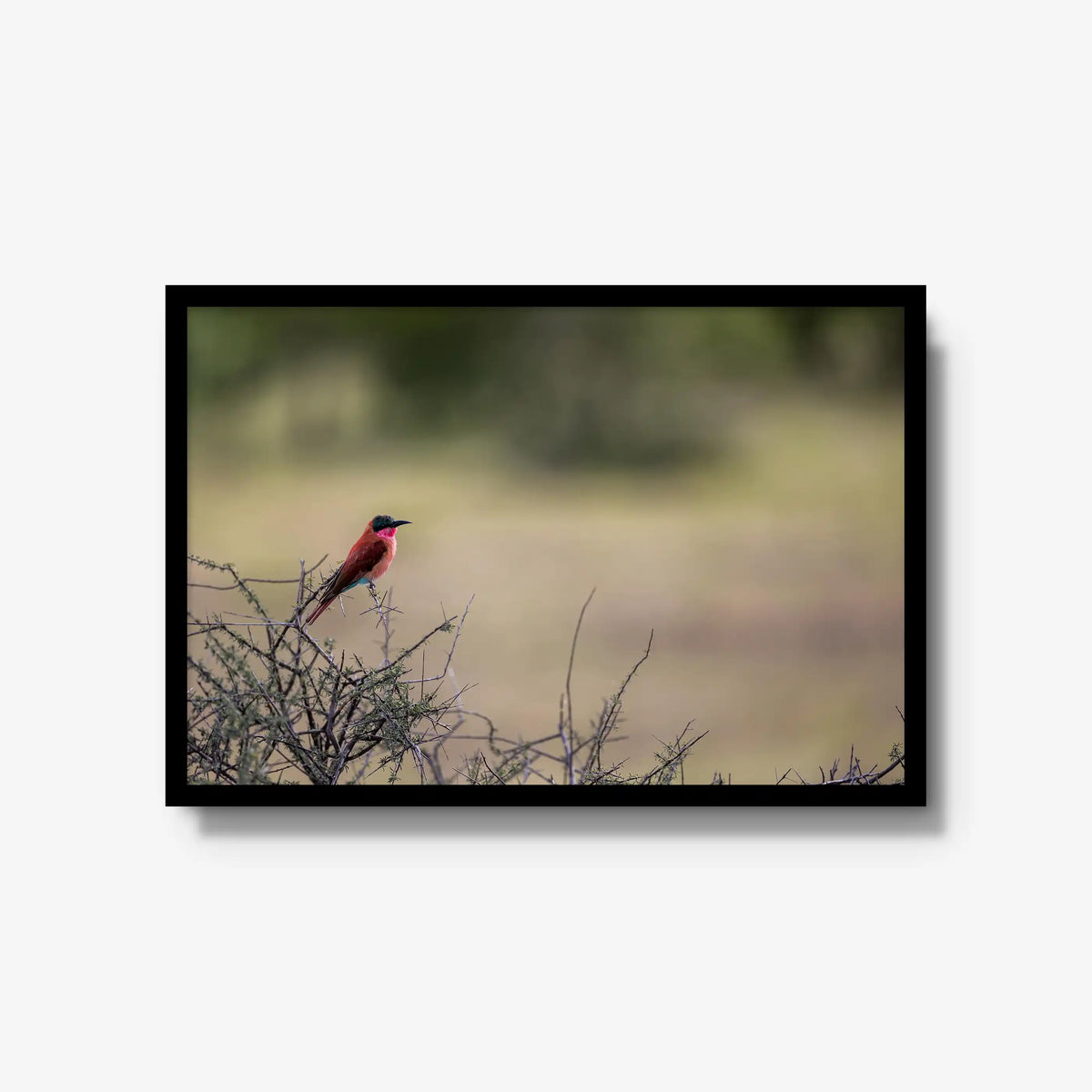 Carmine — large / black / full