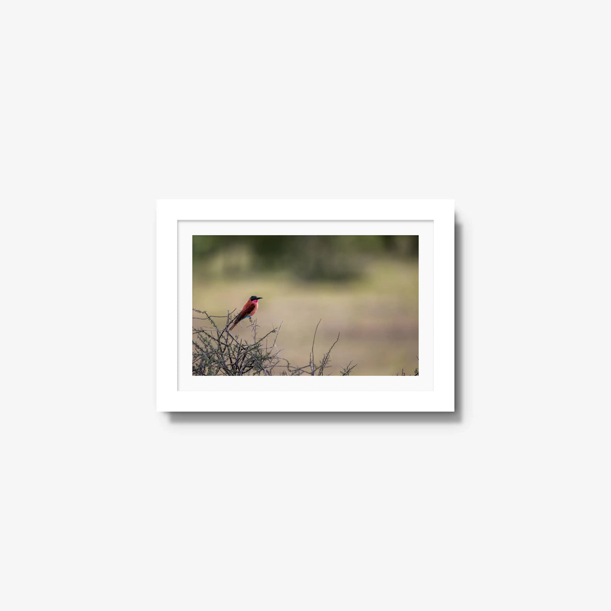 Carmine — mini / white / mat