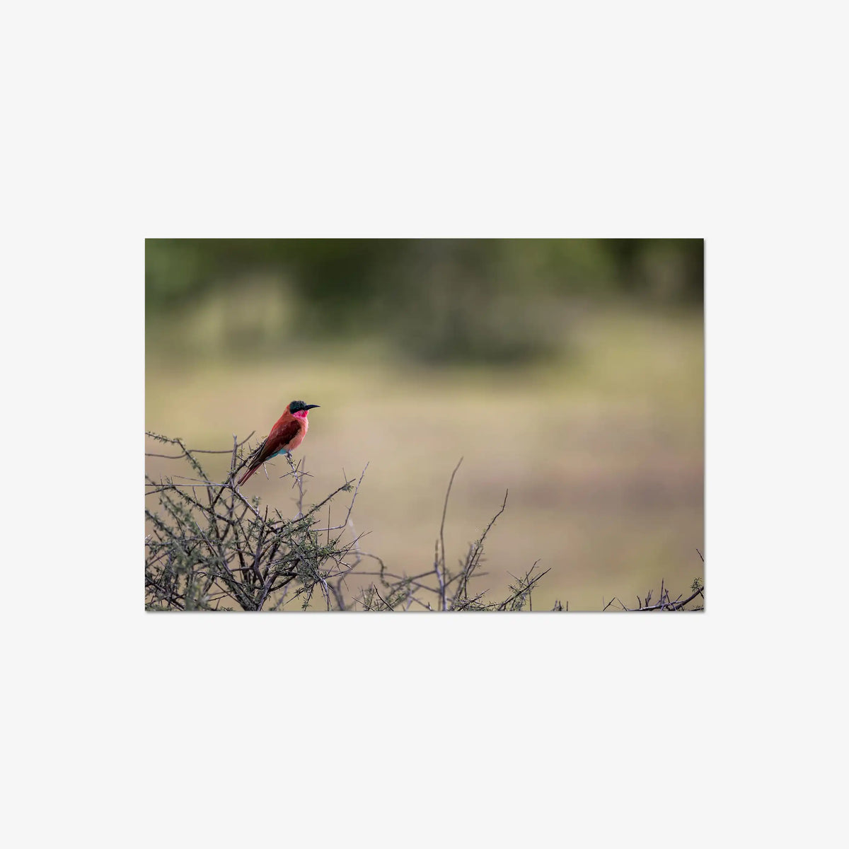 Carmine — large / print / n/a
