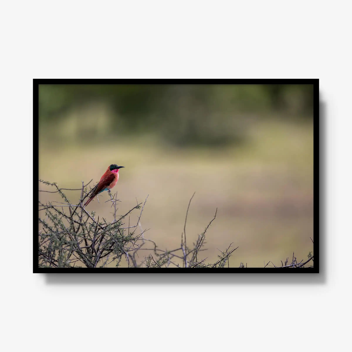 Carmine — gallery / black / full
