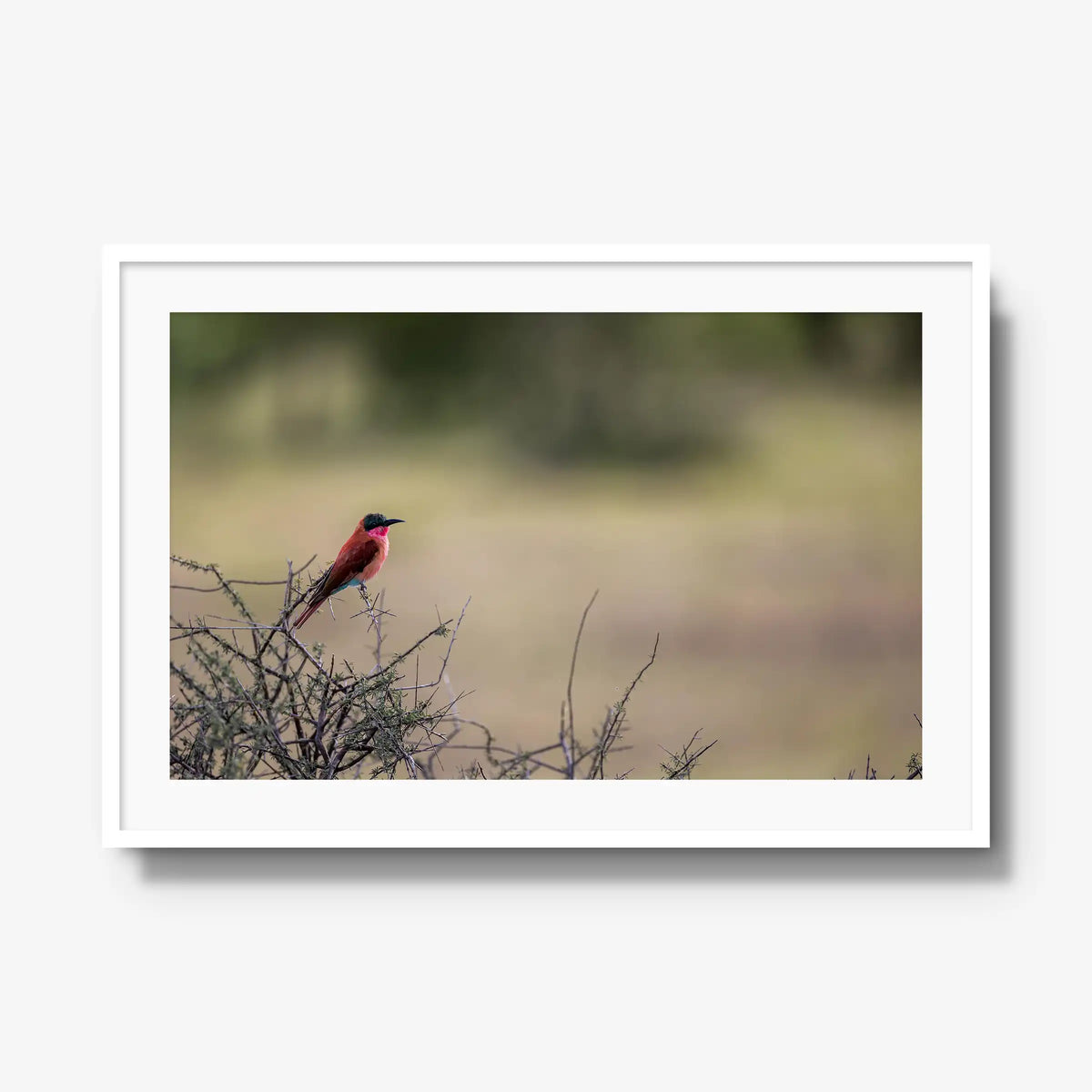 Carmine — gallery / white / mat