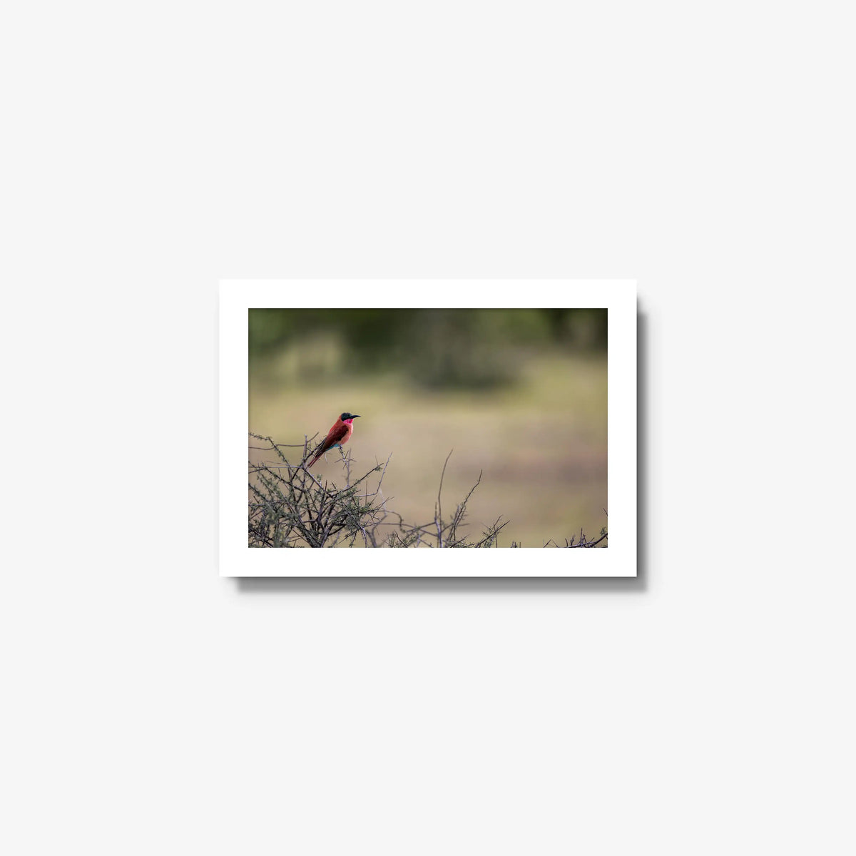 Carmine — mini / white / full