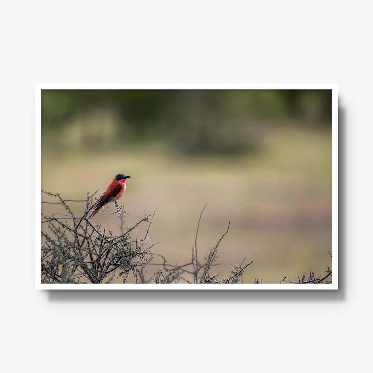 Carmine — gallery / white / full