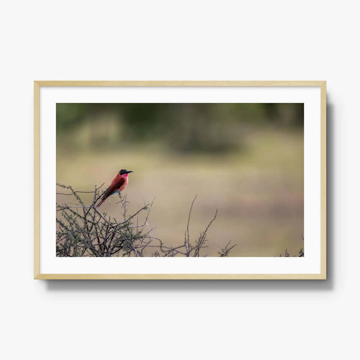 Carmine — gallery / natural / mat
