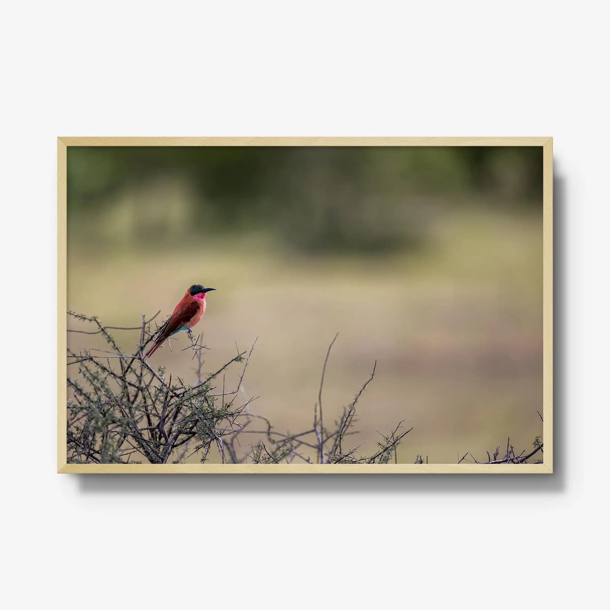 Carmine — gallery / natural / full