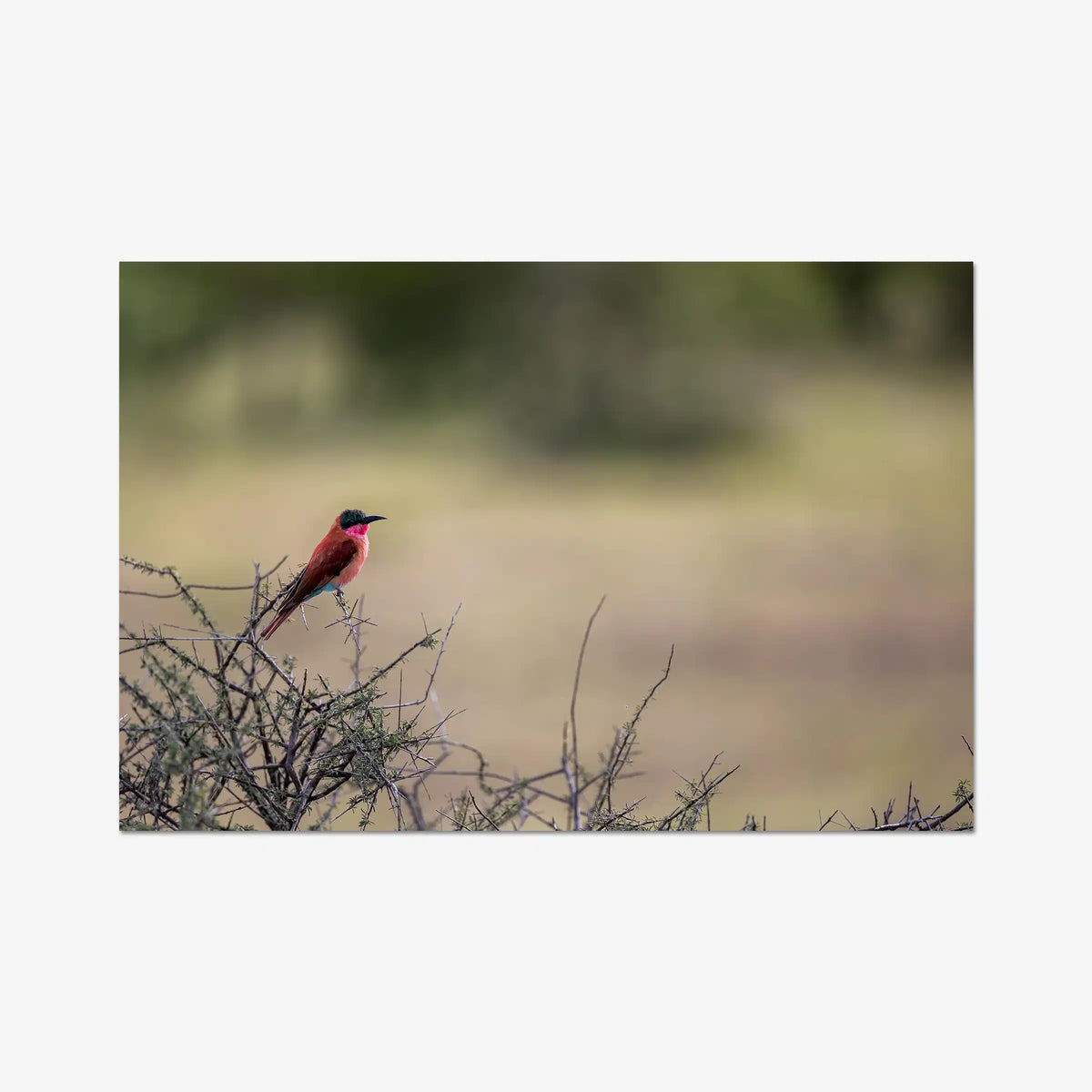 Carmine — gallery / print / n/a