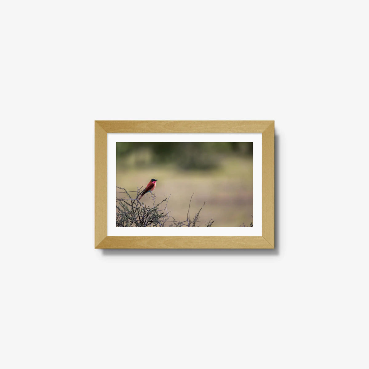 Carmine — mini / natural / mat