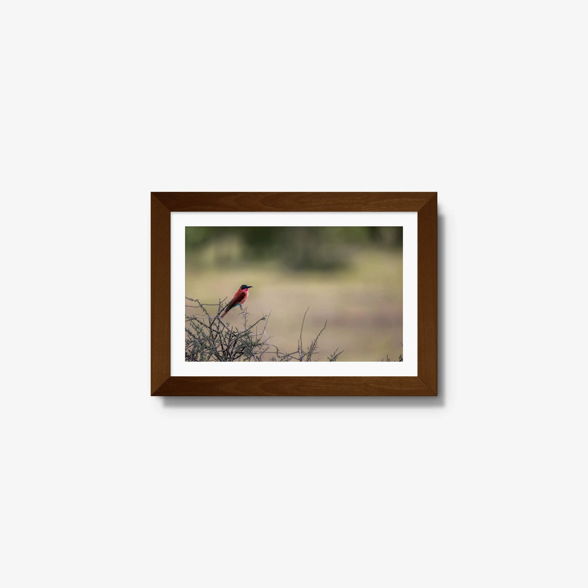 Carmine — mini / brown / mat