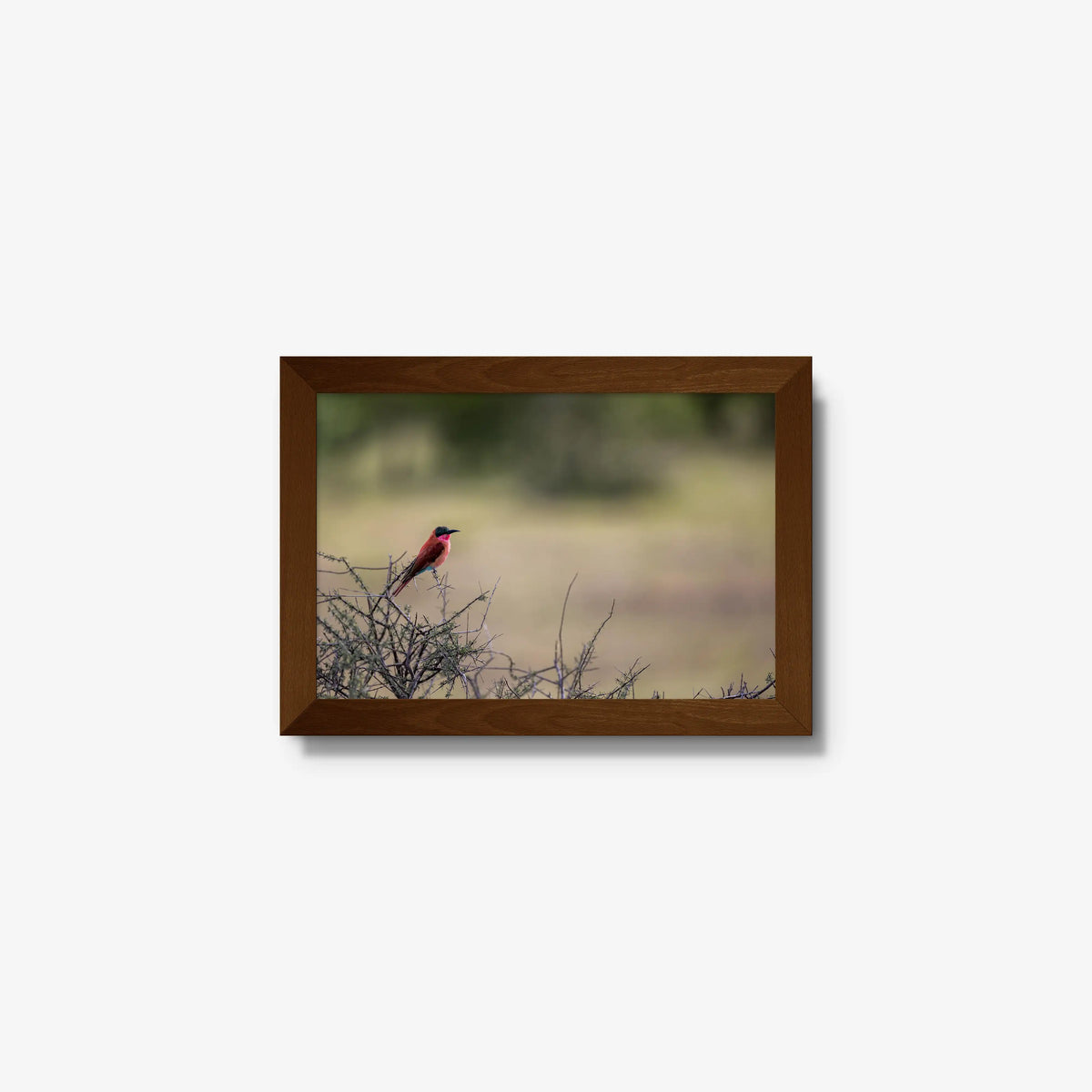 Carmine — mini / brown / full
